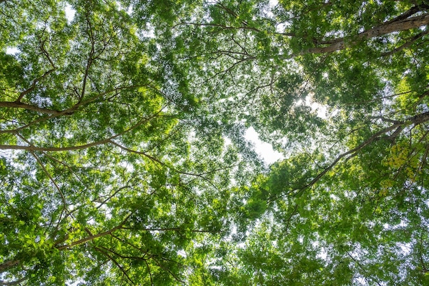 Foto conceito do dia da terra com fundo de floresta tropical sentido natural com árvore de dossel