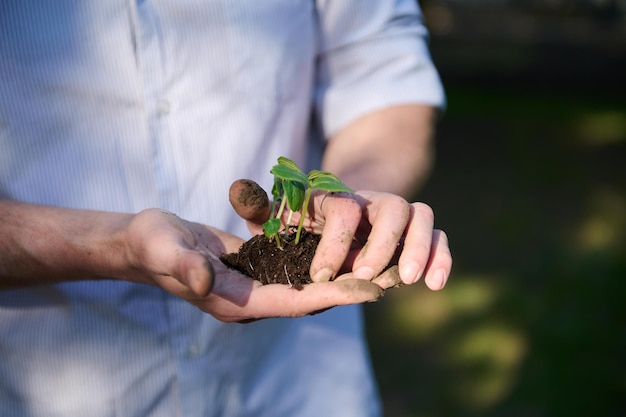 Conceito do Dia Mundial do Meio Ambiente da Terra Mãos de agricultor segurando solo preto com planta jovem cultivada em estufa para transplantar ainda mais o broto em campo aberto