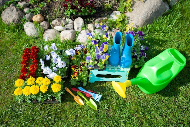 Conceito elegante de jardinagem, planejamento de plantio, floricultura. Flores amarelas e vermelhas brilhantes, botas de borracha e regador