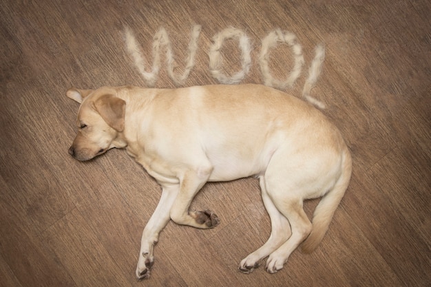 Conceito molt cães anuais. labrador fica no chão