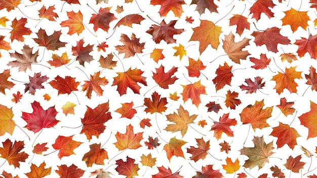 Foto conceito perfeito da temporada de outono com muitas folhas isoladas de bordo
