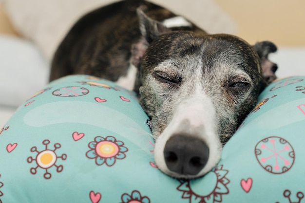 Concentrarse selectivamente en el hocico de un perro galgo relajado tendido en la cama