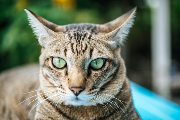 Concéntrate en los ojos del tabby en el suelo de cemento azul