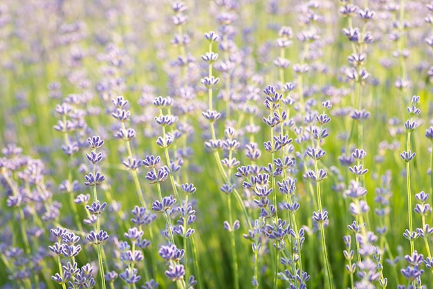 Concentre-se em flores macias de lavanda voilet de perto indústria de óleo de planta bonita e odorífera