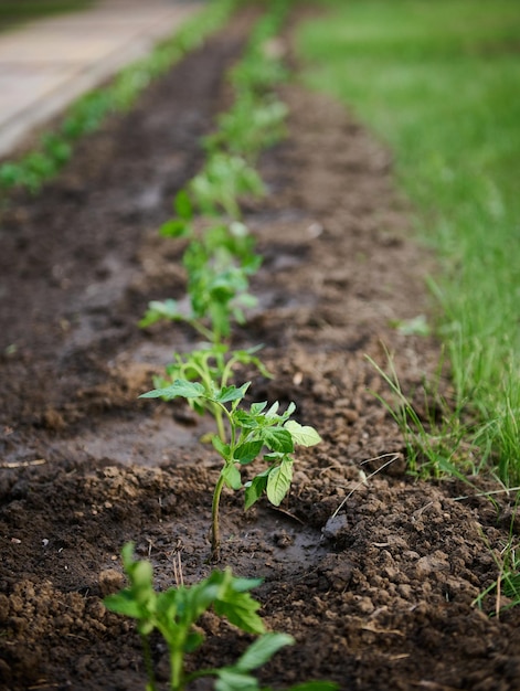 Concentre-se em mudas de tomate em canteiro regado no solo preto Conceito de jardinagem orgânica cultivando produtos ecológicos orgânicos