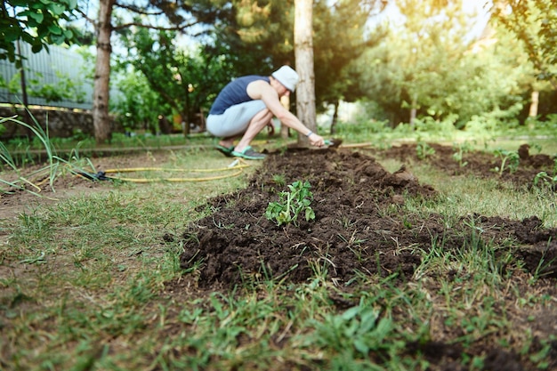 Concentre-se em mudas de tomate recém-plantadas em um canteiro de flores em um campo aberto no contexto de um agricultor usando o solo de escavação de pá de jardim e plantio de mudas Agricultura ecológica de fazenda orgânica