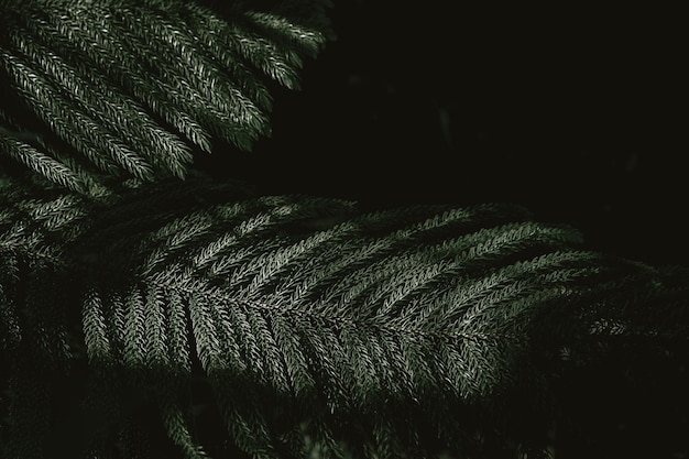 Concentre-se nas folhas da samambaia com sombras em um fundo verde escuro