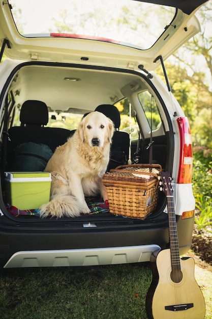 Concentre-se no cão em um carro