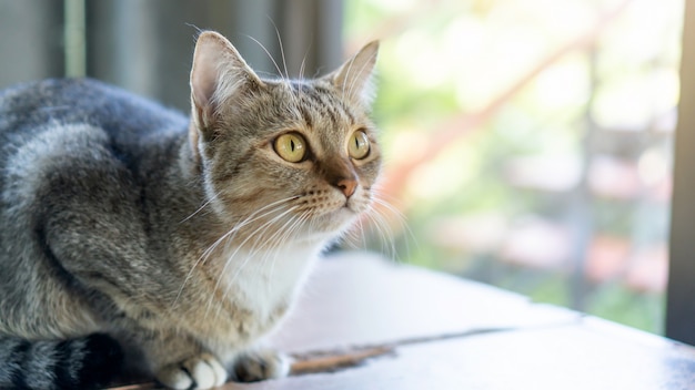 Concentre-se no nariz de um gato listrado cinza sentado na sala.