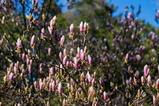 Concentre-se no ramo de magnólia rosa em um fundo desfocado no parque e na primavera do céu azul