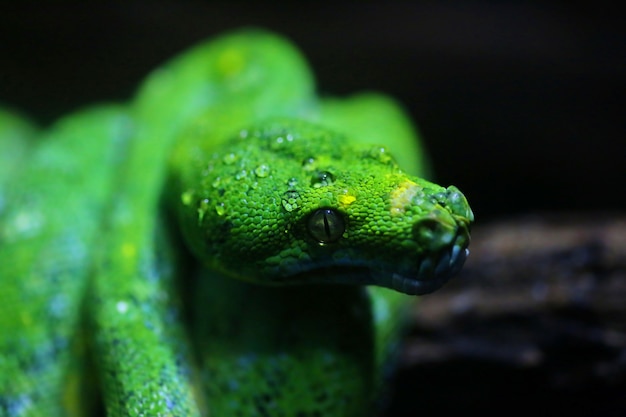 Concentre-se orvalho na cabeça de cobra verde