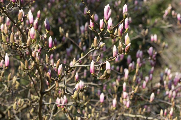 Concéntrese en la rama de magnolia rosa sobre un fondo borroso en la primavera del parque