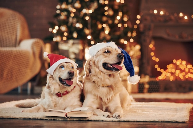 Concepción de Navidad Dos lindos Golden Retrievers juntos en casa Celebrando el Año Nuevo