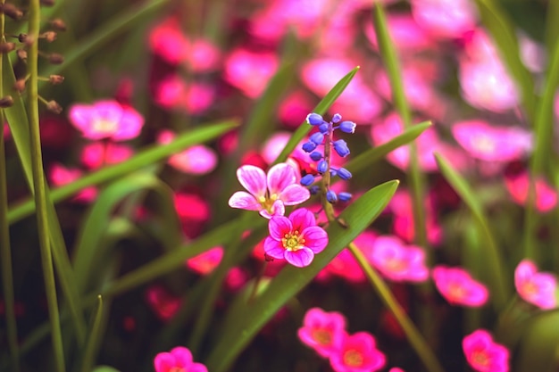 Concepción suave y borrosa hermosas flores rosadas y azules de pequeño tamaño floreciendo en el jardín de cerca