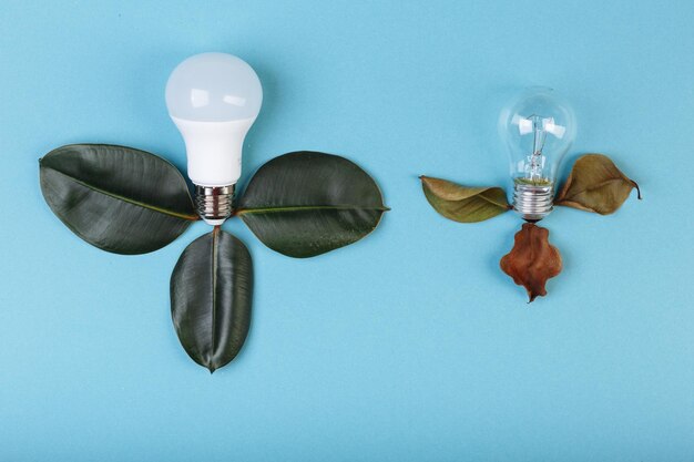 Concept Eco energiesparende LED-Lampe Vorteile gegenüber einer Glühlampe Zwei Lampen, die in der Nähe von frischen und verstorbenen Leben von Ficus liegen, sparen Stromgeld Hintergrund