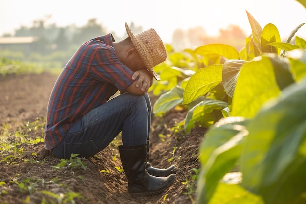 Concepto de agricultor fallido o muy cansado El agricultor asiático está trabajando en el campo del árbol del tabaco sentado y sintiéndose bastante mal enfermo y dolor de cabeza