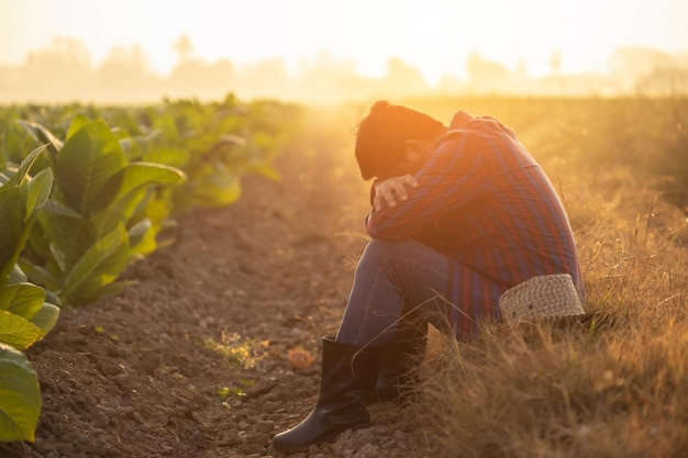 Concepto de agricultor fallido o muy cansado El agricultor asiático está trabajando en el campo del árbol del tabaco sentado y sintiéndose bastante mal enfermo y dolor de cabeza