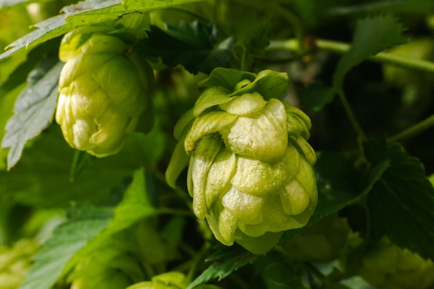 Concepto de agricultura y agricultura conos de lúpulo orgánico maduro fresco verde para hacer cerveza y pan cerrar u