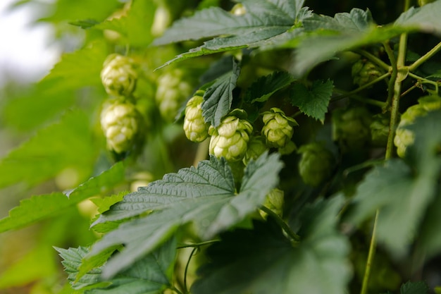 Concepto de agricultura y agricultura conos de lúpulo orgánico maduro fresco verde para hacer cerveza y pan cerrar u