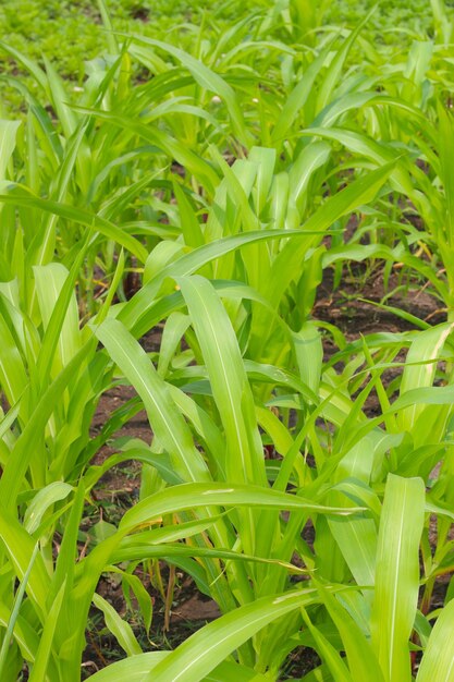 Concepto de agricultura de campo de maíz joven