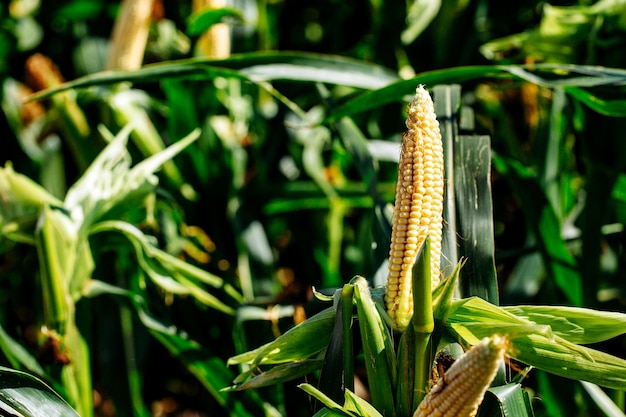 Concepto de agricultura de campo de maíz de verano