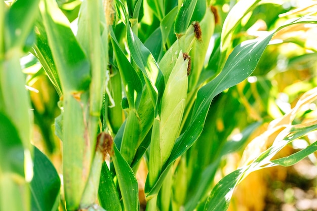 Concepto de agricultura de campo de maíz de verano