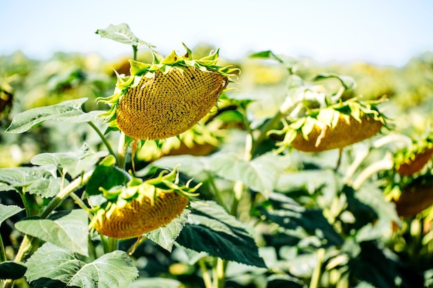 Concepto de agricultura de campo de verano de girasol