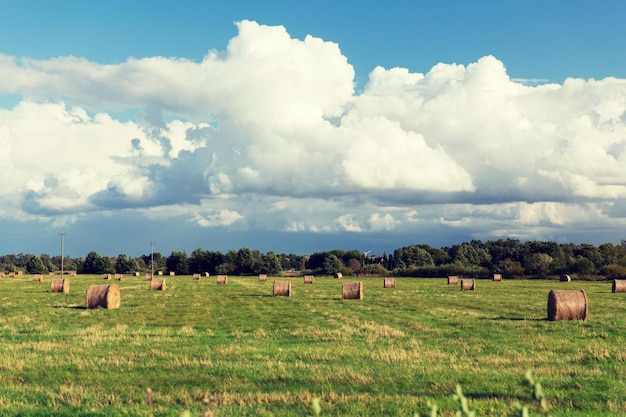 concepto de agricultura, cosecha, agricultura, temporada y naturaleza - montones de heno o rollos de heno en el campo de verano