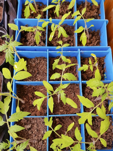 El concepto de agricultura y ganadería Vista superior de plántulas de tomate germinadas en recipientes de plástico Cultivo de plántulas de hortalizas para su posterior plantación en campo abierto o invernaderos