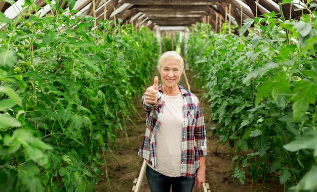 concepto de agricultura, jardinería, agricultura y personas - anciana feliz en el invernadero de la granja mostrando los pulgares hacia arriba