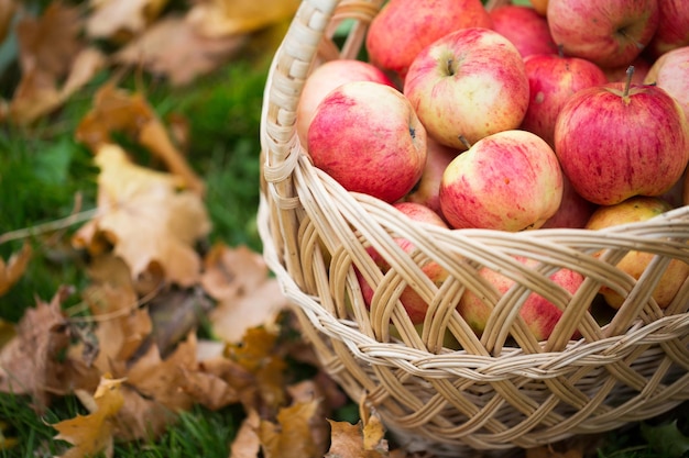 Concepto de agricultura, jardinería, cosecha y personas: cierre de una cesta de mimbre con manzanas rojas maduras en el jardín de otoño