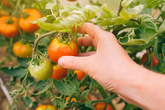 Concepto de agricultura y jardinería Mujer trabajadora agrícola recogiendo a mano tomates orgánicos maduros frescos Productos de invernadero Producción de alimentos vegetales Tomate creciendo en invernadero