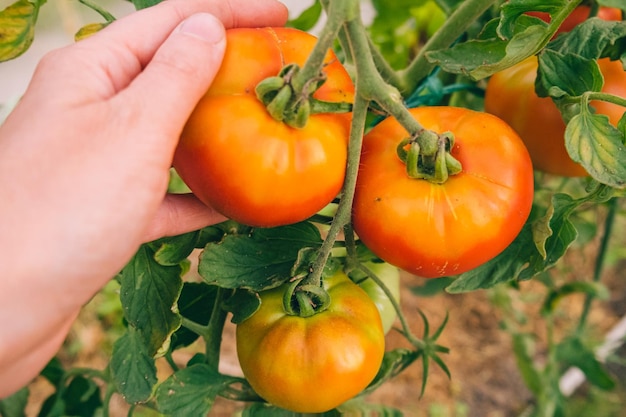 Concepto de agricultura y jardinería Mujer trabajadora agrícola recogiendo a mano tomates orgánicos maduros frescos Productos de invernadero Producción de alimentos vegetales Tomate creciendo en invernadero