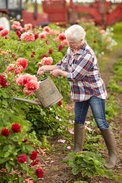 concepto de agricultura, jardinería y personas - anciana con lata de agua y flores de dahlia floreciendo en el jardín de verano