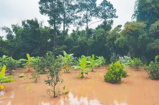 Concepto de agua de inundación pesada inundado en campo de arroz rural o rural