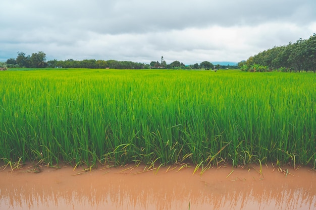 Concepto de agua de inundación pesada inundado en campo de arroz rural o rural