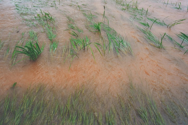 Concepto de agua de inundación pesada inundado en campo de arroz rural o rural