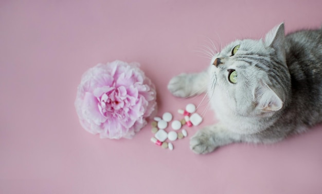 Concepto de alergia gato de flores y pastillas Gato gris de peonía rosa y pastillas surtidas sobre un fondo rosa