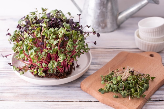 Concepto de alimentación saludable cultivo de vegetales verdes microgreens de rábano en un plato sobre la mesa