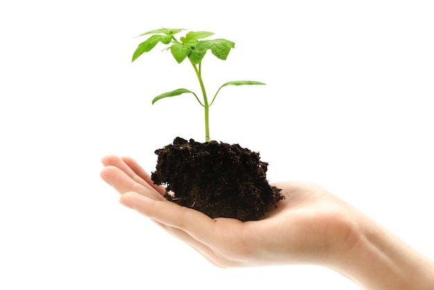 Concepto de alimentos orgánicos mano femenina sosteniendo una pequeña planta de tomate que crece con suelo sobre fondo blanco