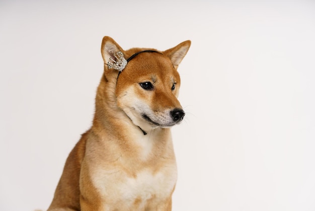 Concepto de amante de las mascotas perro japonés sobre un fondo claro con una corona en la cabeza posando feliz shiba inu ...