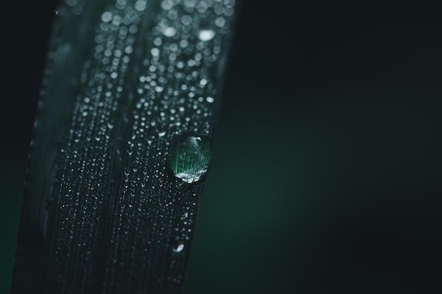 El concepto de amar el mundo entorno verde Gotas de agua en las hojas Fondo bokeh borrosa