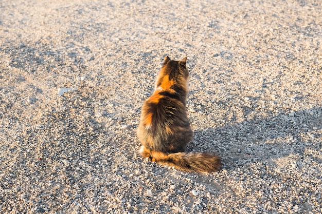 Concepto de animales sin hogar - Gato callejero en la calle.