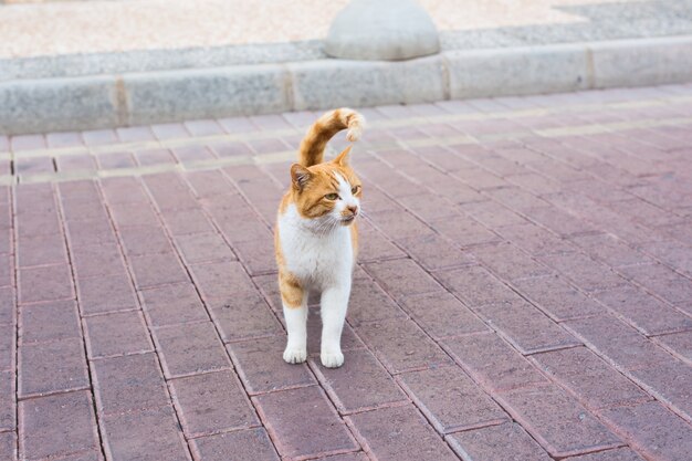 Concepto de animales sin hogar - Gato callejero de tristeza sucia en la calle.