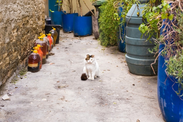 Concepto de animales sin hogar - Lindo gato callejero en la calle