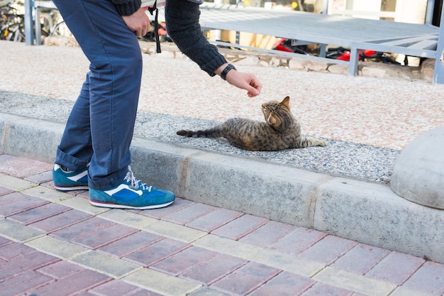 Concepto de animales, mascotas y gatos sin hogar - El hombre acaricia a los gatos callejeros.