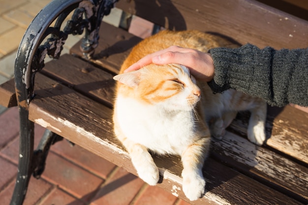 Concepto de animales, mascotas y gatos sin hogar - Hombre acariciando la cabeza del gato.