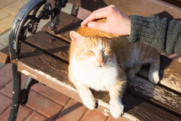 Concepto de animales, mascotas y gatos sin hogar. Hombre acariciando la cabeza del gato.