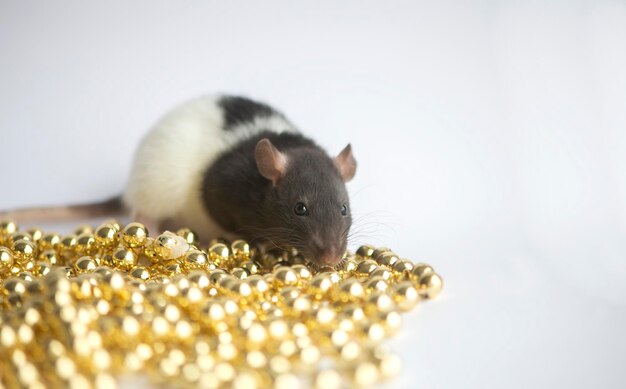 Foto concepto de año nuevo linda rata doméstica blanca en una decoración de año nuevo el símbolo del año 2020 es una rata