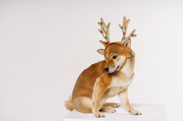 Concepto de año nuevo y navidad con lindo perro en pose ridícula con diadema de astas de venado en un s ...